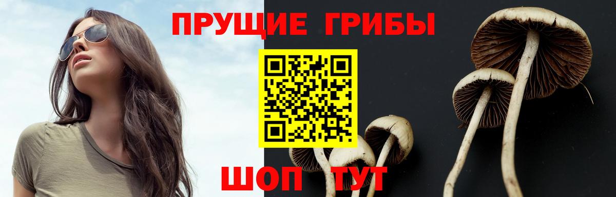 Псилоцибиновые грибы Psilocybe Темрюк